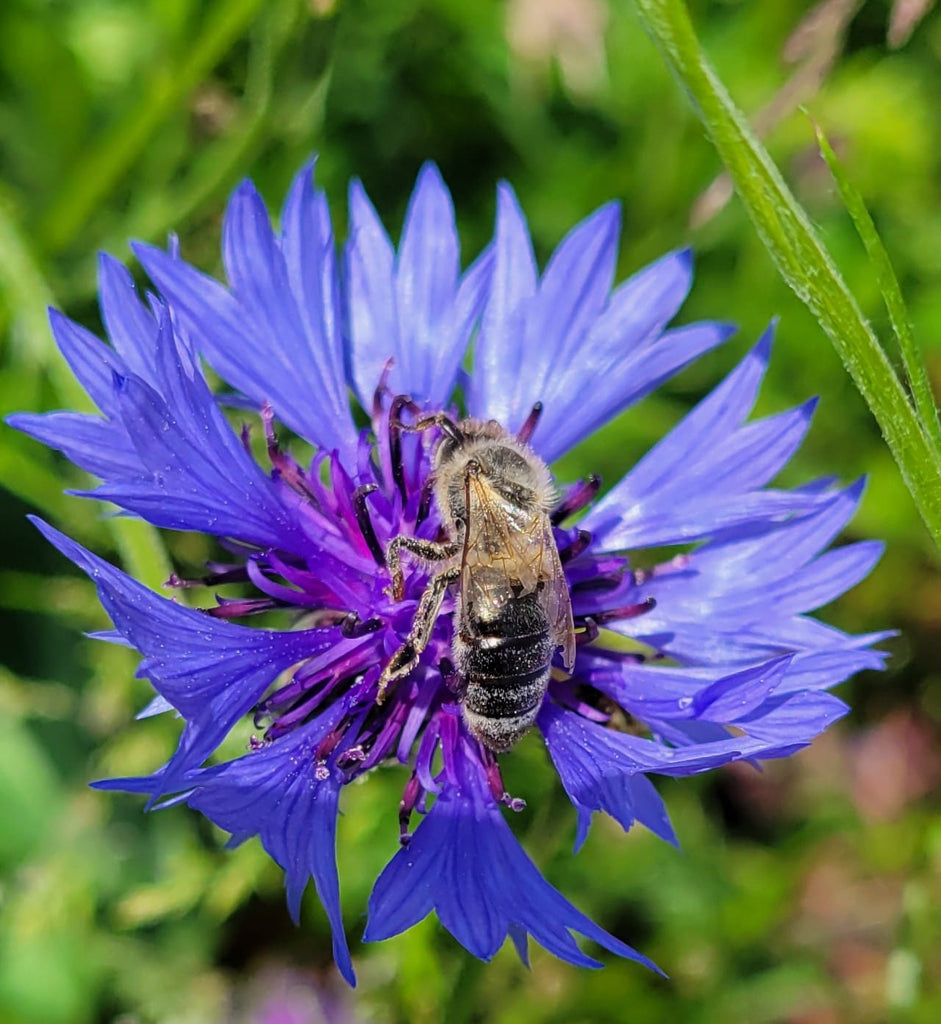 Schneiders Bienen im Einsatz