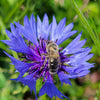 Schneiders Bienen im Einsatz